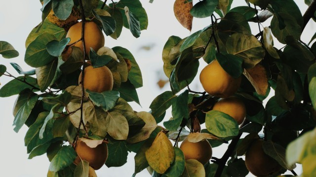 Arboles Frutales: ¿Como cuidarlos?